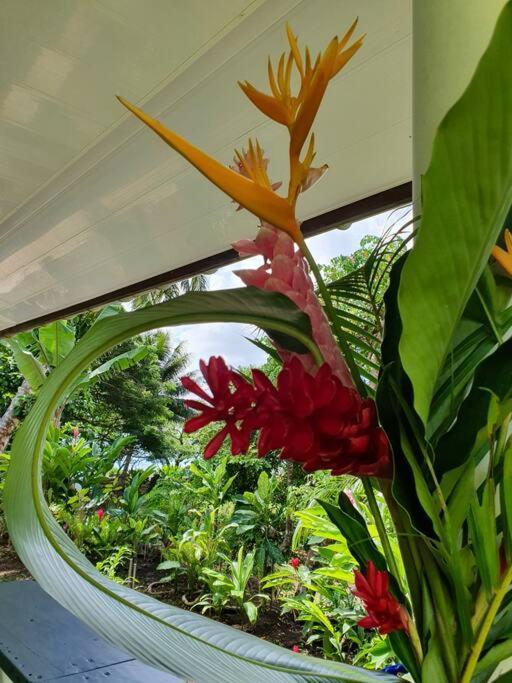 Raiatea, Opoa, Studio Du Fare Reve, Acces Mer Privatif Extérieur photo