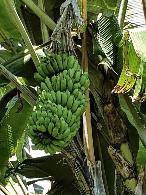Raiatea, Opoa, Studio Du Fare Reve, Acces Mer Privatif Extérieur photo
